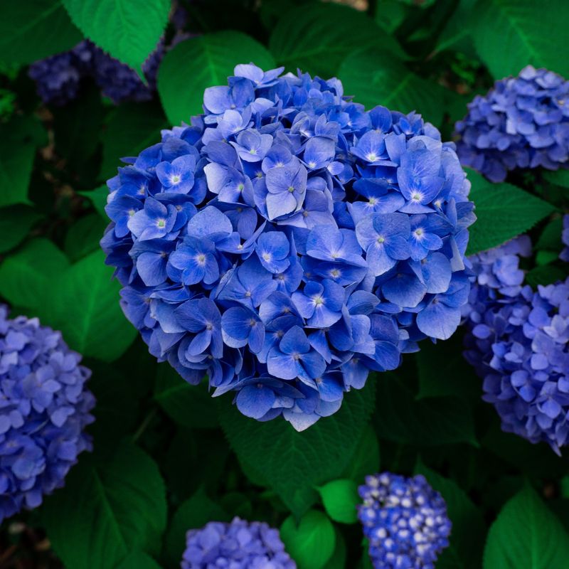Adjust Soil pH For Vibrant Colors