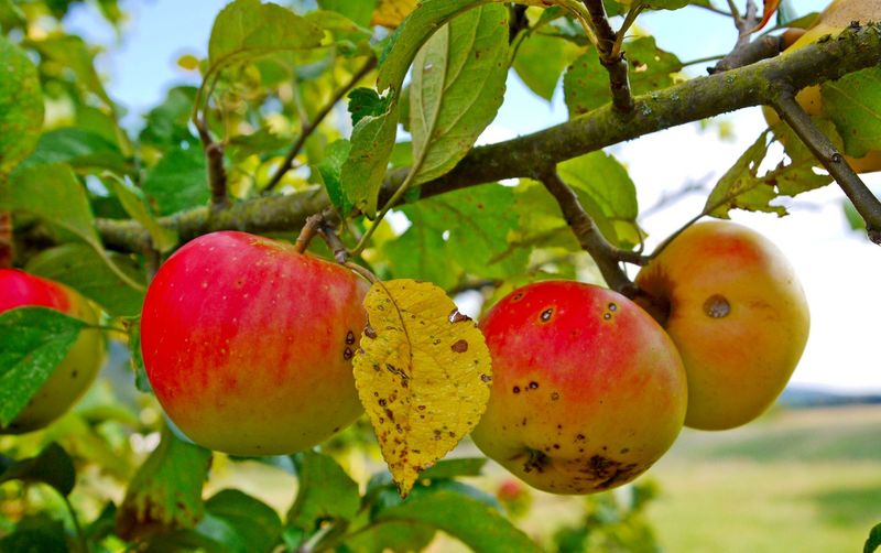 Remove Fallen Fruit