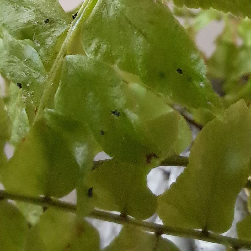 Monitor For Pests Regularly