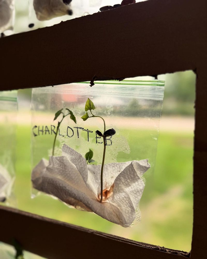 Seedling Greenhouse Covers