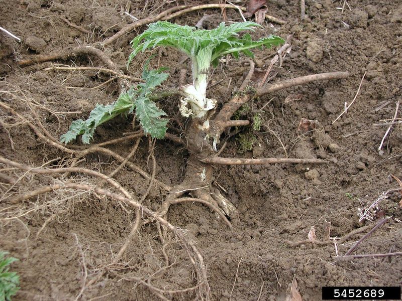 Root Cutting Technique