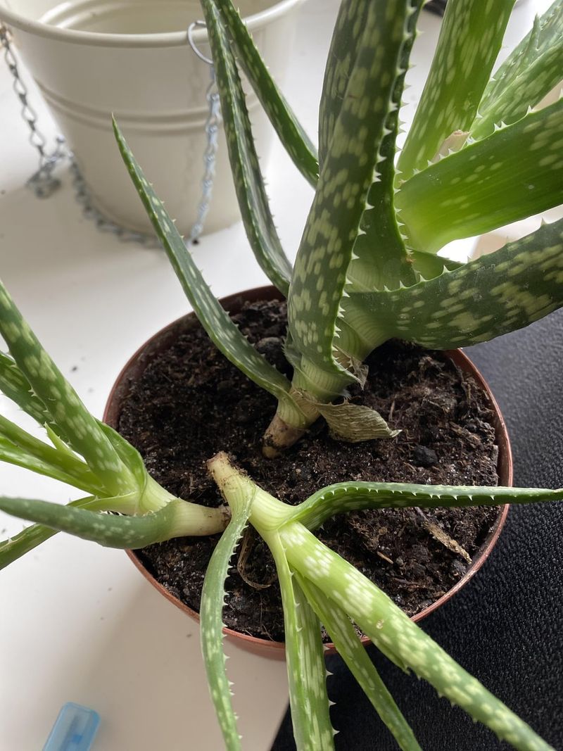 Harvest Mature Pups Promptly