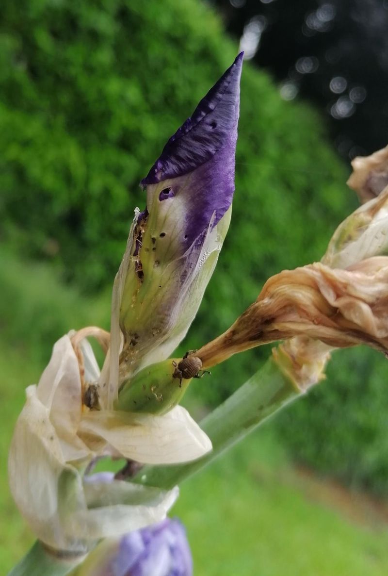 Control Pests Naturally