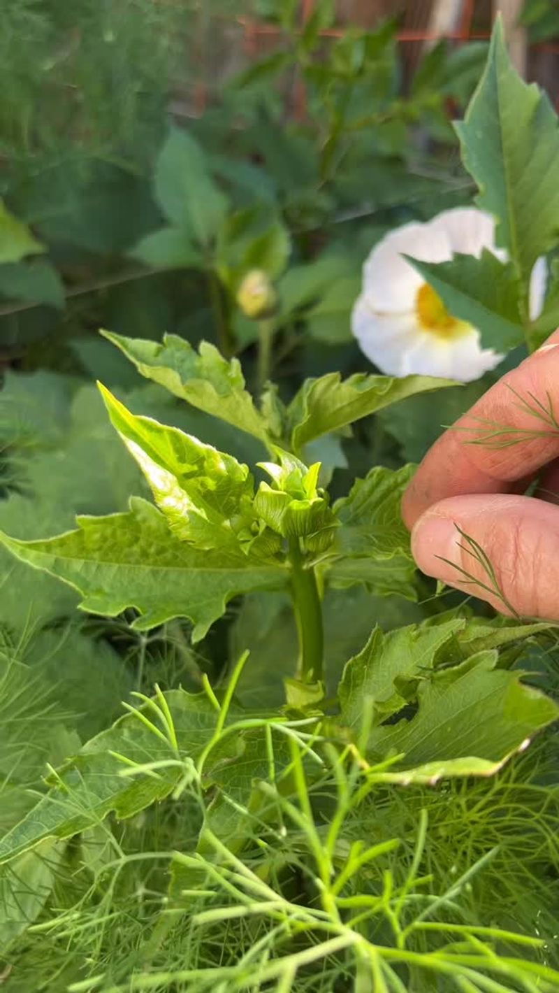 Manage Side Buds For Bigger Blooms