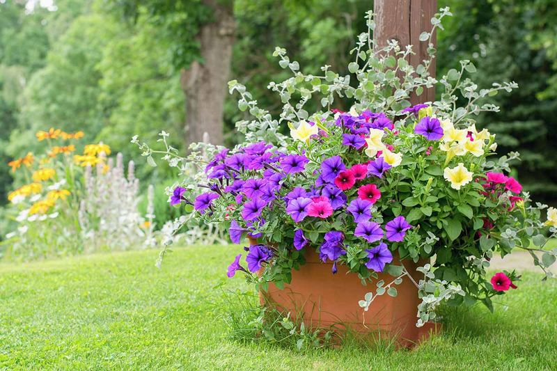 Use Self-Watering Containers