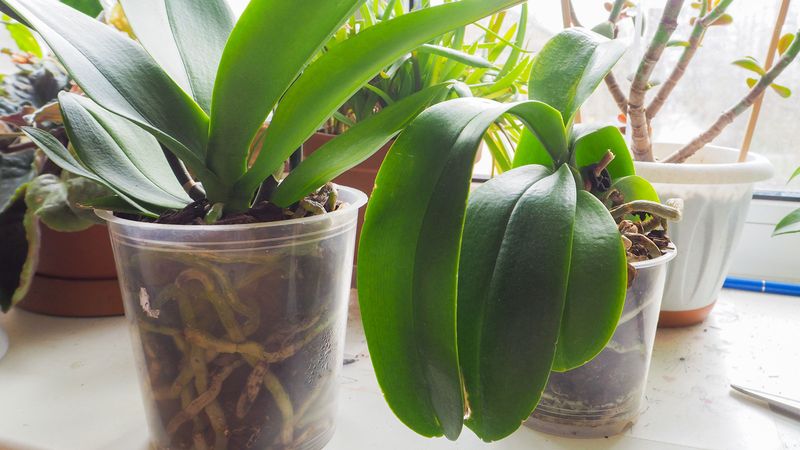 Learn To Read Leaf Signals