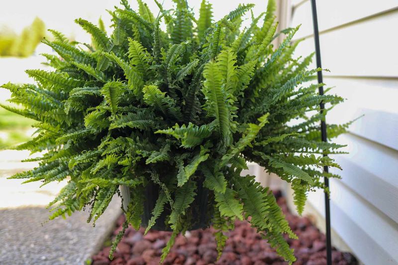 Understand Your Fern Variety