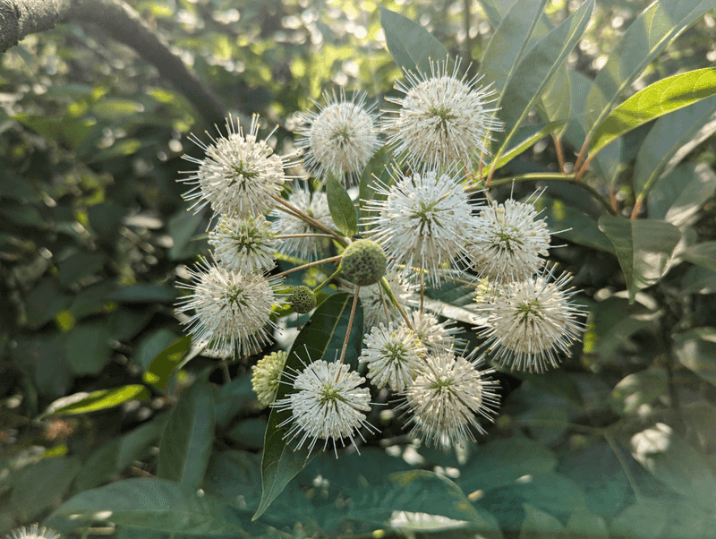 Fertilize Sparingly