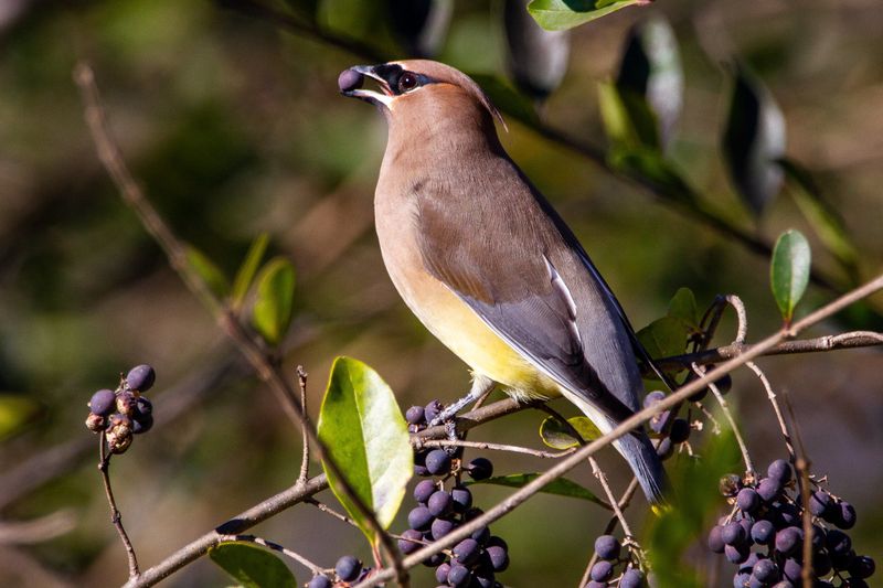 Plant Native Berry-Producing Shrubs