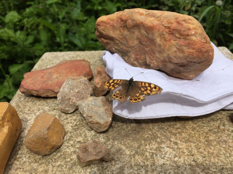 Add Flat Stones for Basking
