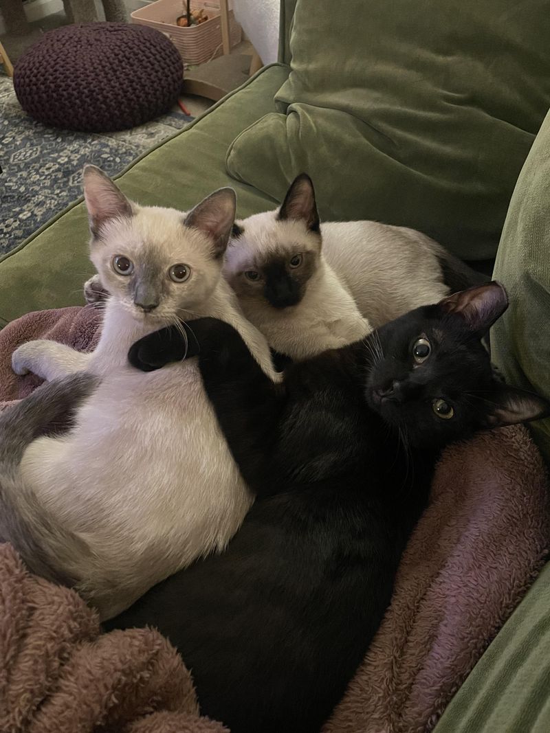 Keep Cats Indoors