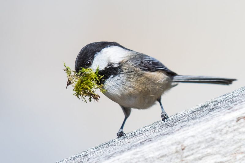 Create Mud Puddles For Nest-Building Birds