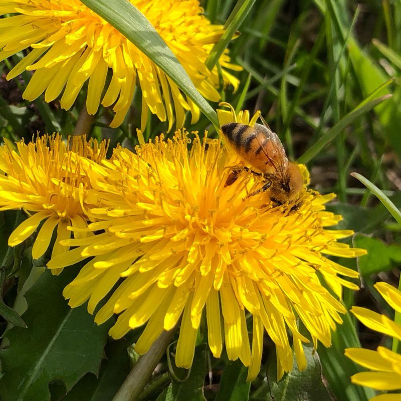 Embrace Dandelions