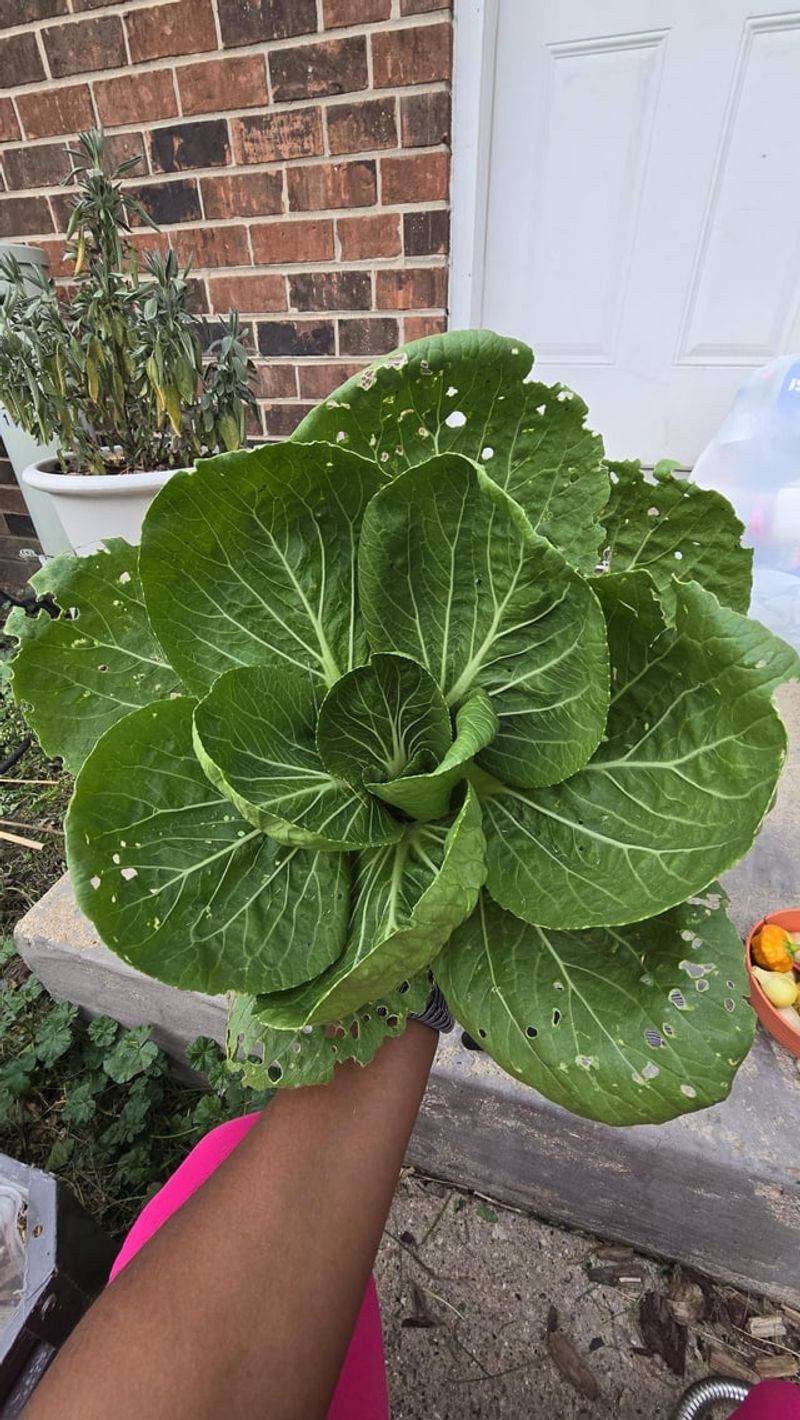 Apply Balanced Fertilizer
