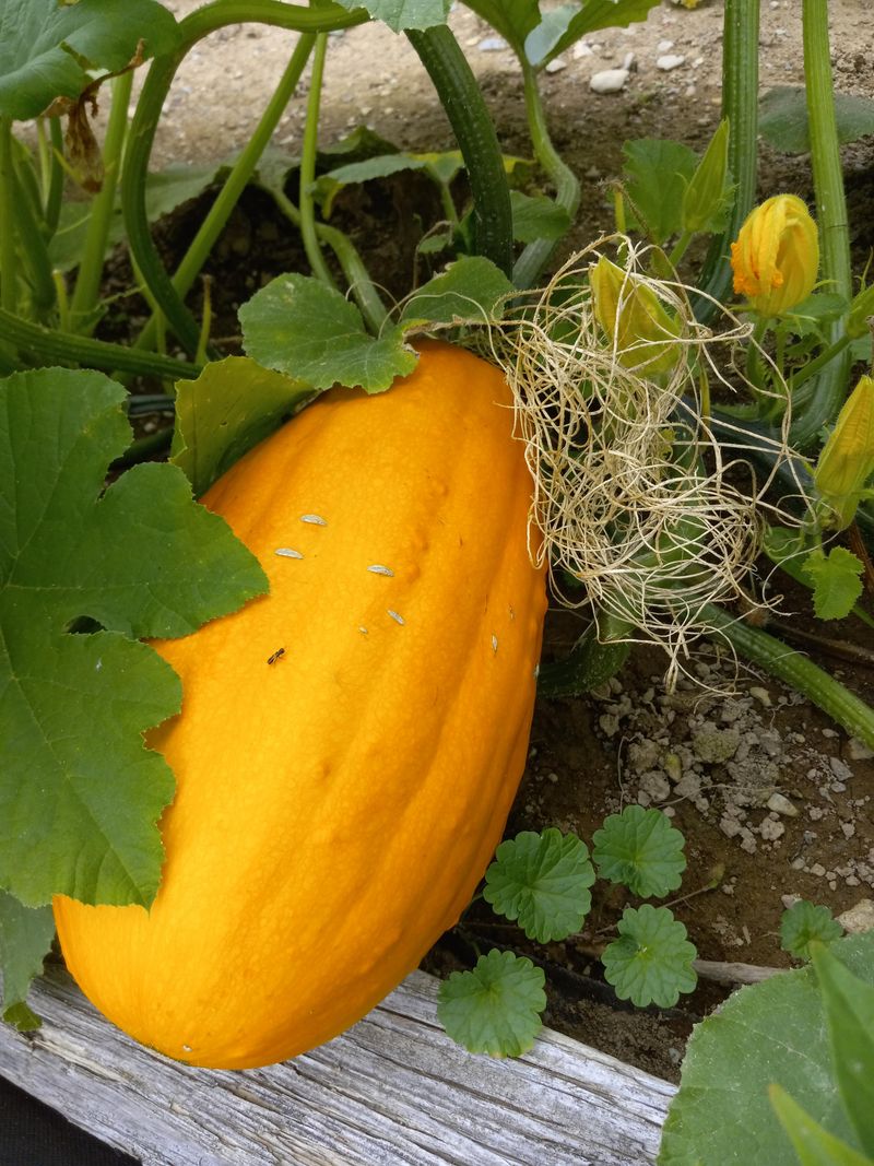 Prevent Cross-Pollination