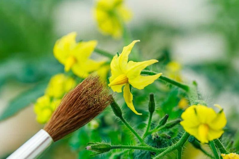 Hand-Pollinate For Better Fruit Set