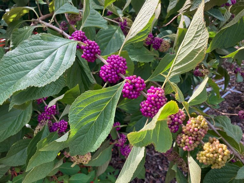 Plant Native Berries
