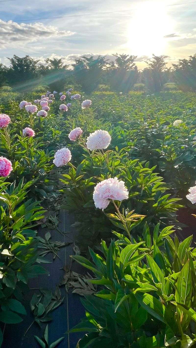 Harvest Blooms Strategically