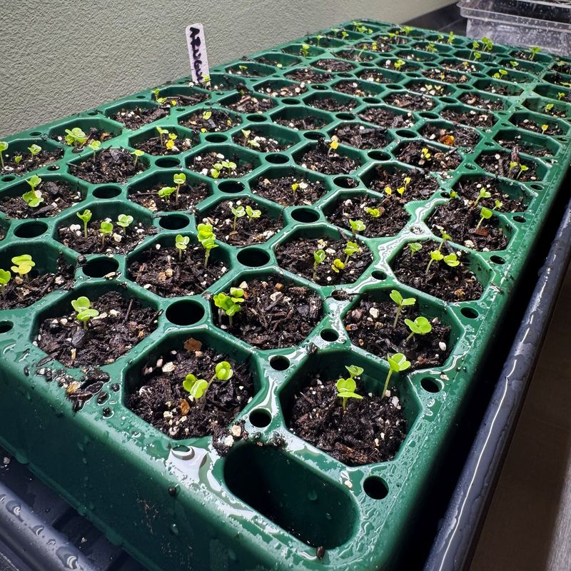 Enhances Seedling Vigor
