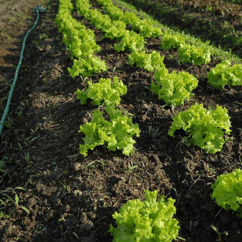 Helps Retain Soil Moisture