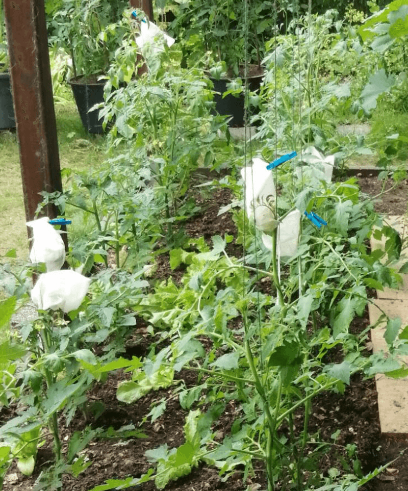 Perfect Solution For Greenhouse Growing