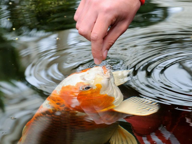 Adjust Feeding Schedules With Seasons