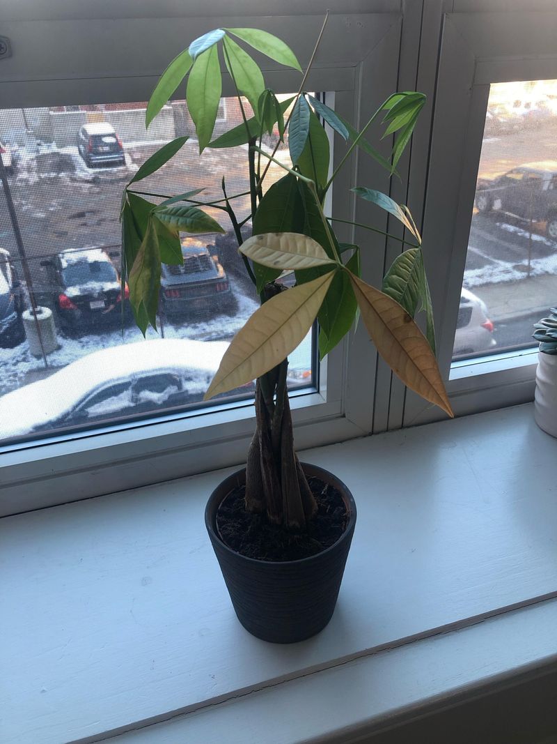 Remove Dead or Yellowing Leaves