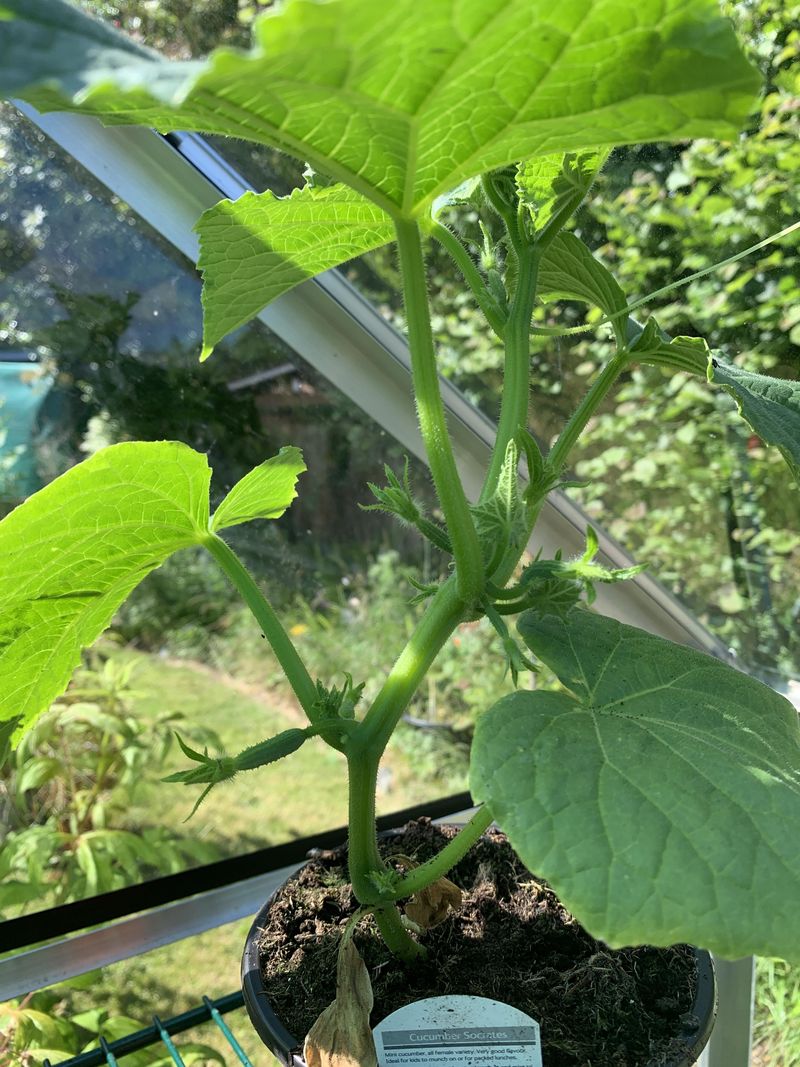 Tame Side Shoots For Vertical Growth