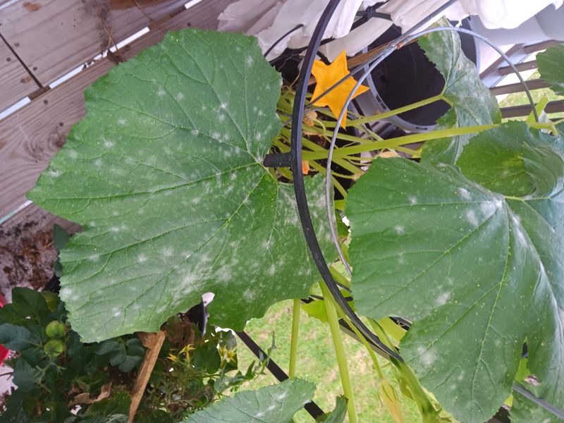 Remove Diseased Leaves Immediately