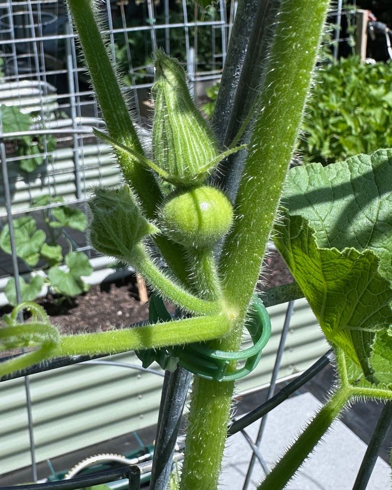 Use Supports To Keep Fruits Clean