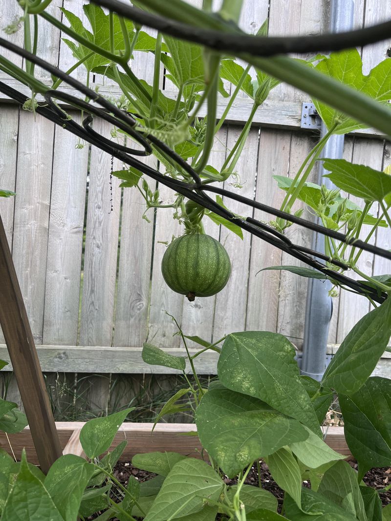 Feed Throughout Season