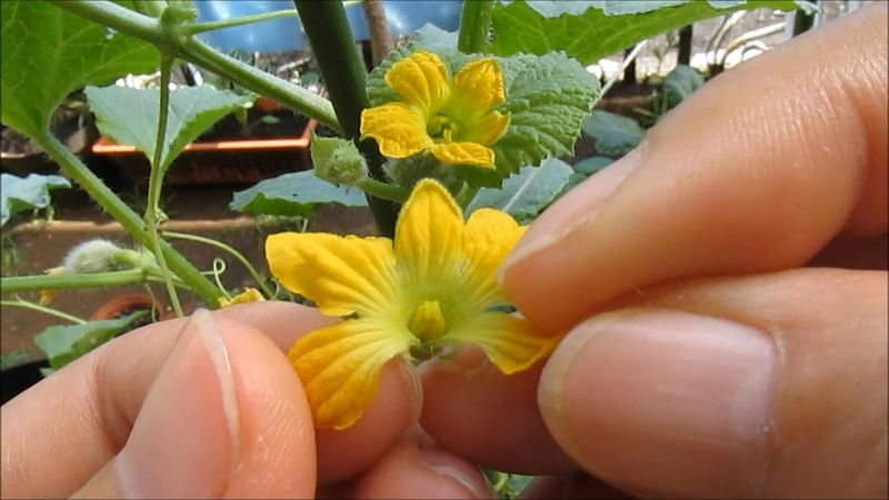 Female Flower Hand-Pollination