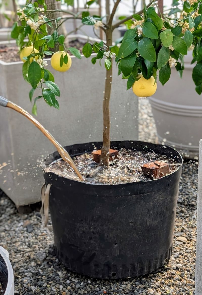 Apply Compost Tea