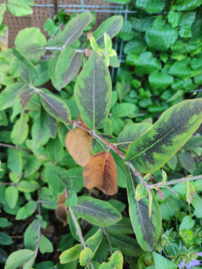Manage Pests Naturally