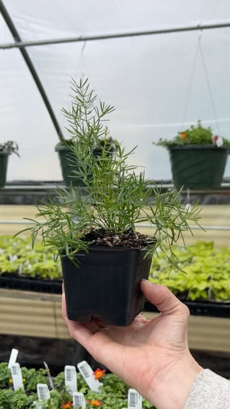 Utilize Container Growing