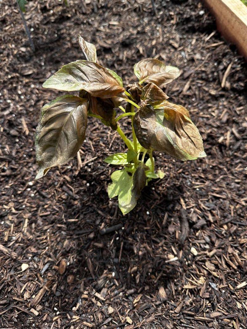 Fertilizing At The Wrong Time