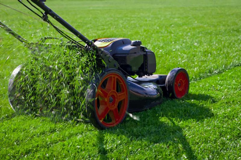 Mow Before Seeds Form