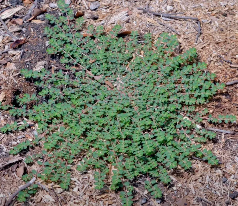 Waiting Until Spurge Mats Form
