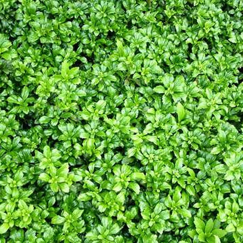 Japanese Spurge (Pachysandra)