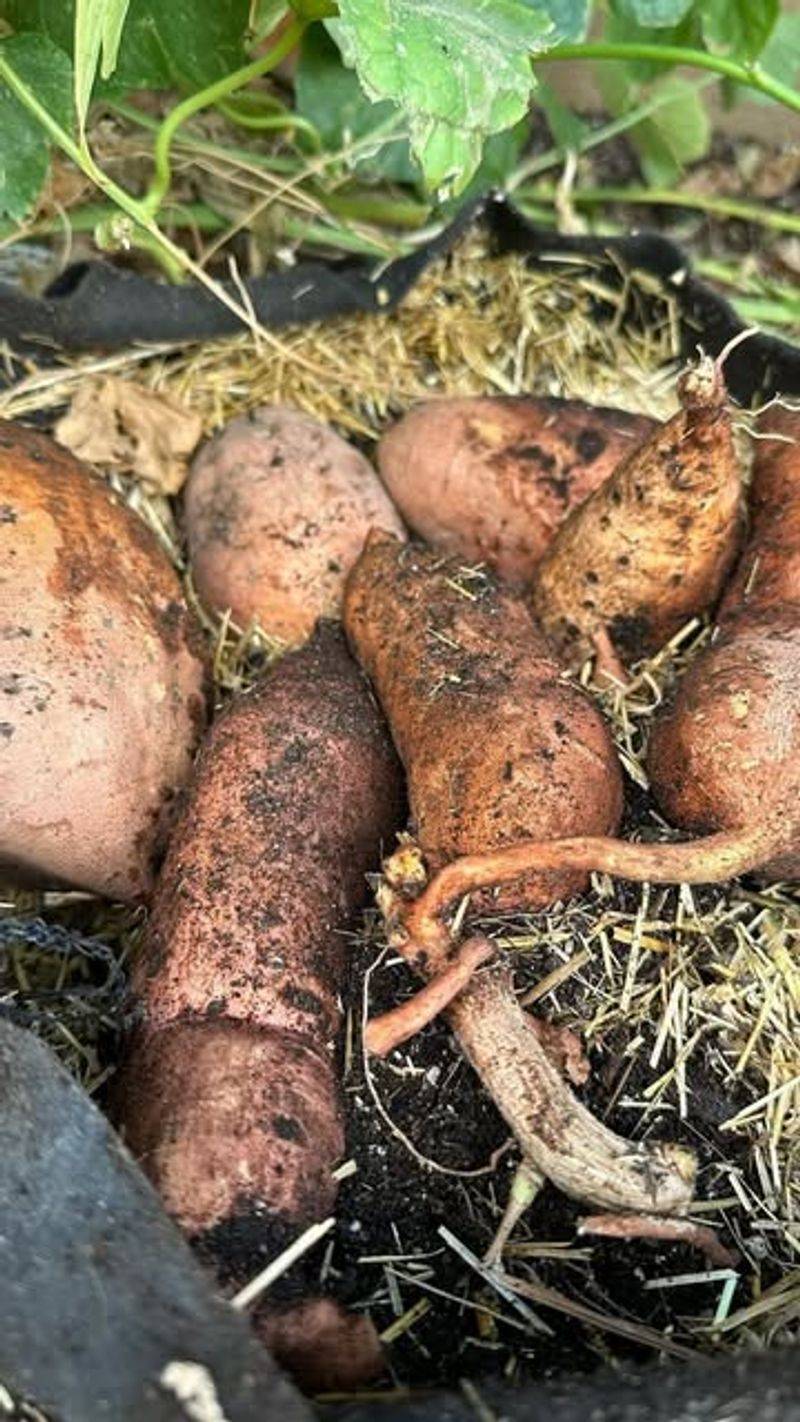 Sweet Potatoes: No Room To Tuber
