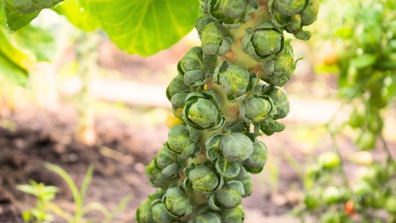 Brussels Sprouts