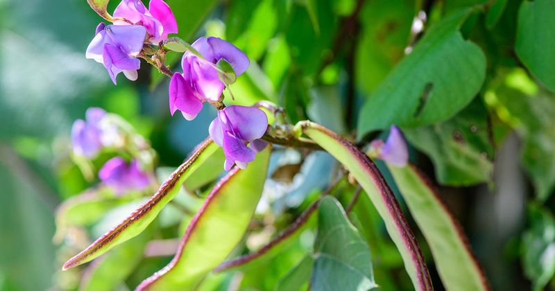 Dwarf Hyacinth Bean