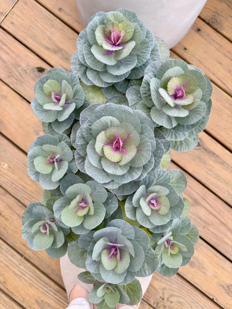 Ornamental Kale