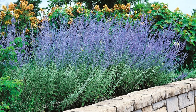 Russian Sage