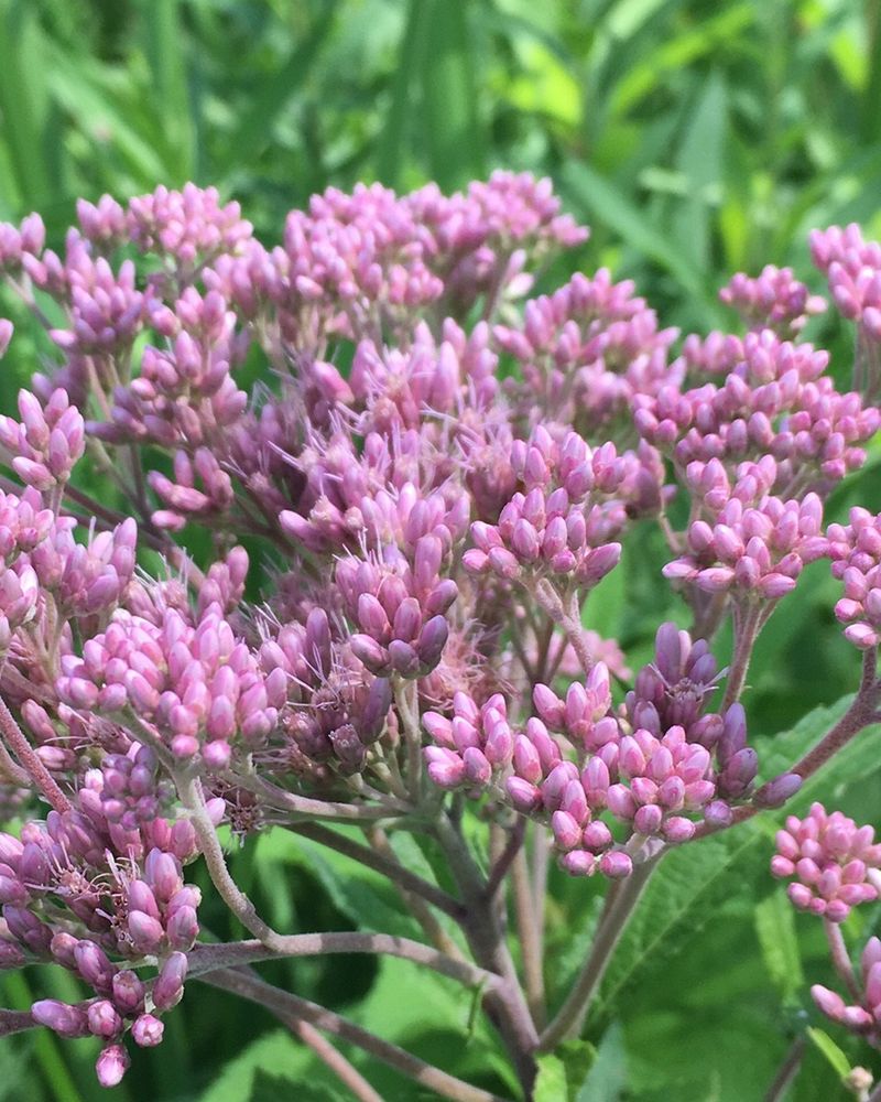 Joe-Pye Weed
