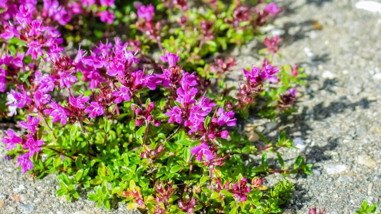purple flowering ground cover