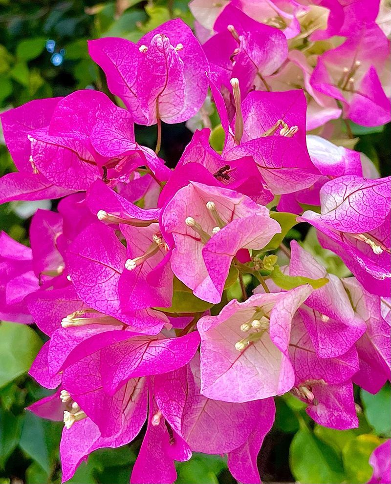 Bougainvillea