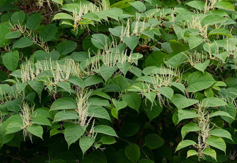 Japanese Knotweed: The Concrete Cracker
