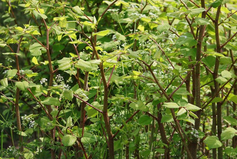 Japanese Knotweed: The Concrete Cracker