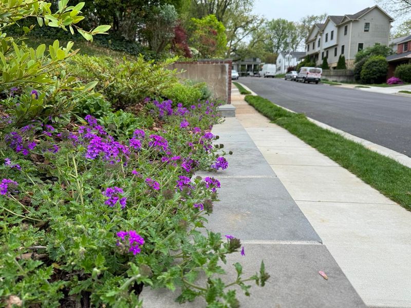 Verbena 'Homestead Purple'